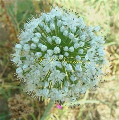  Inflorescence (Umbel)